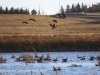 Boissevain Canada snow geese  (12 of 17)