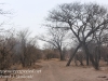 Botswana Chobe safari landscape -1