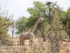 Botswana Chobe safari landscape -10