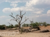 Botswana Chobe safari landscape -15
