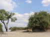 Botswana Chobe safari landscape -16