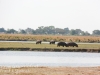 Botswana Chobe safari landscape -17