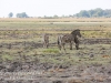 Botswana Chobe safari landscape -18