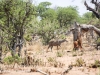 Botswana Chobe safari landscape -4