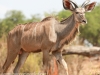 Botswana Chobe safari wildlife -10