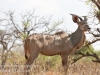 Botswana Chobe safari wildlife -11