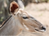Botswana Chobe safari wildlife -13