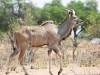 Botswana Chobe safari wildlife -14