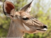 Botswana Chobe safari wildlife -15