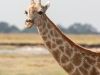 Botswana Chobe safari wildlife -19