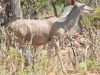 Botswana Chobe safari wildlife -4