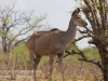 Botswana Chobe safari wildlife -5
