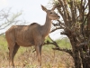 Botswana Chobe safari wildlife -6