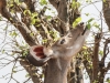 Botswana Chobe safari wildlife -7