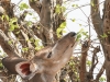 Botswana Chobe safari wildlife -8