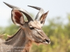 Botswana Chobe safari wildlife -9