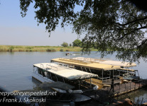 Botswana Chobe river birds -1