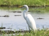 Botswana Chobe river birds -10