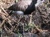 Botswana Chobe river birds -12