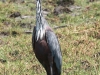 Botswana Chobe river birds -16