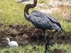Botswana Chobe river birds -18