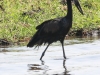 Botswana Chobe river birds -19