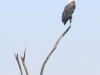 Botswana Chobe river birds -2