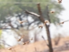 Botswana Chobe river birds -20
