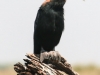 Botswana Chobe river birds -6