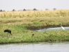 Botswana Chobe river birds -7