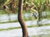 Botswana Chobe river birds -8