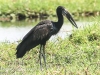Botswana Chobe river birds -9
