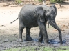 Botswana Chobe river elephants -10