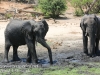 Botswana Chobe river elephants -11
