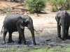 Botswana Chobe river elephants -12