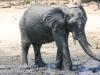 Botswana Chobe river elephants -13