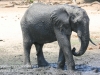 Botswana Chobe river elephants -14