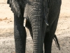 Botswana Chobe river elephants -15
