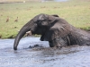 Botswana Chobe river elephants -16