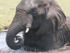 Botswana Chobe river elephants -17