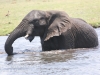 Botswana Chobe river elephants -18