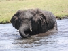 Botswana Chobe river elephants -19