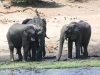 Botswana Chobe river elephants -2