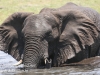 Botswana Chobe river elephants -20