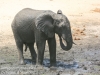 Botswana Chobe river elephants -3