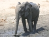 Botswana Chobe river elephants -4