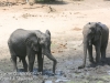 Botswana Chobe river elephants -5