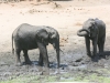 Botswana Chobe river elephants -6