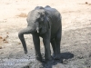 Botswana Chobe river elephants -7