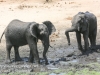 Botswana Chobe river elephants -8